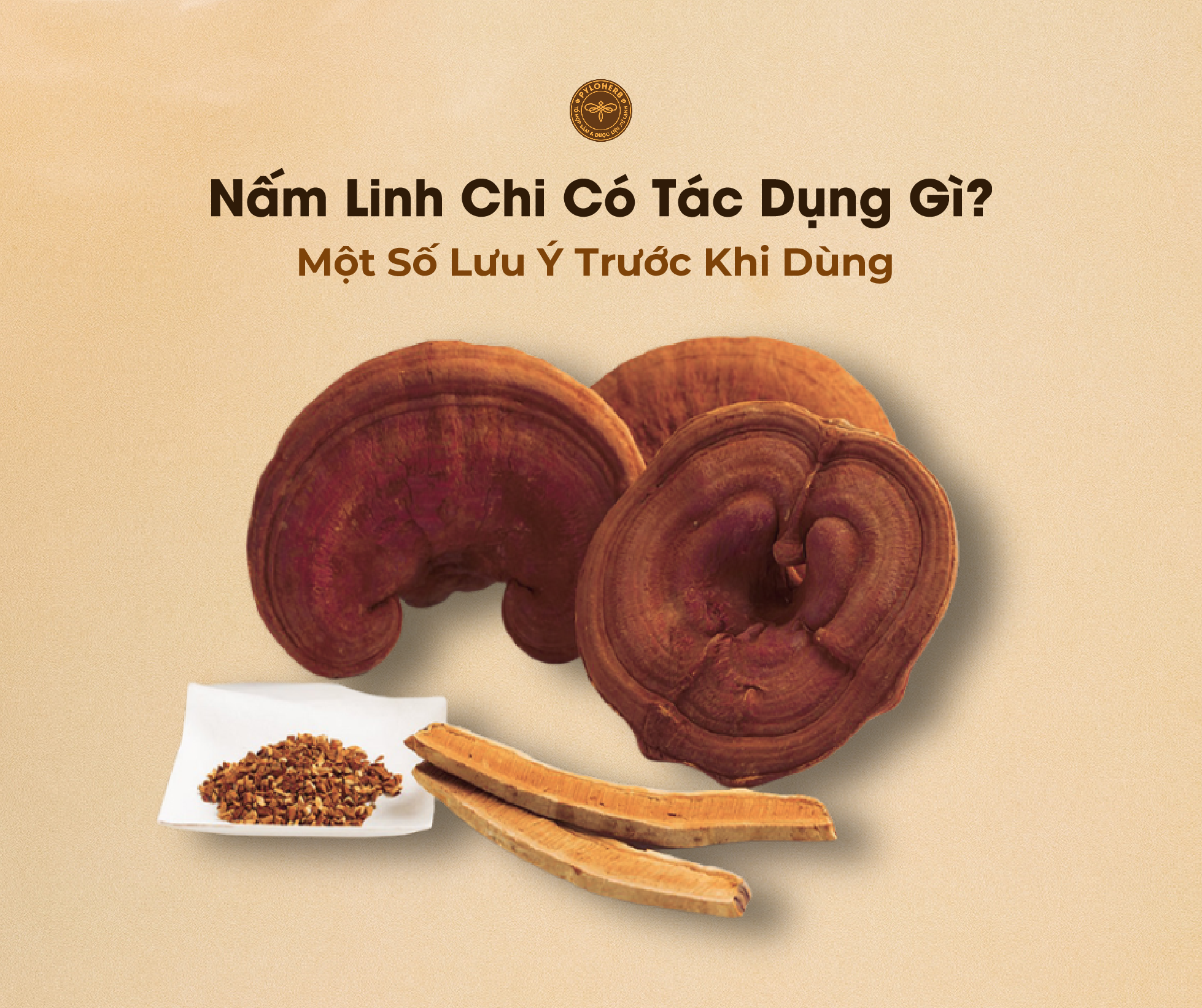 Nấm Linh Chi Có Tác Dụng Gì? Các Tác Dụng Và Lưu Ý Khi Dùng 