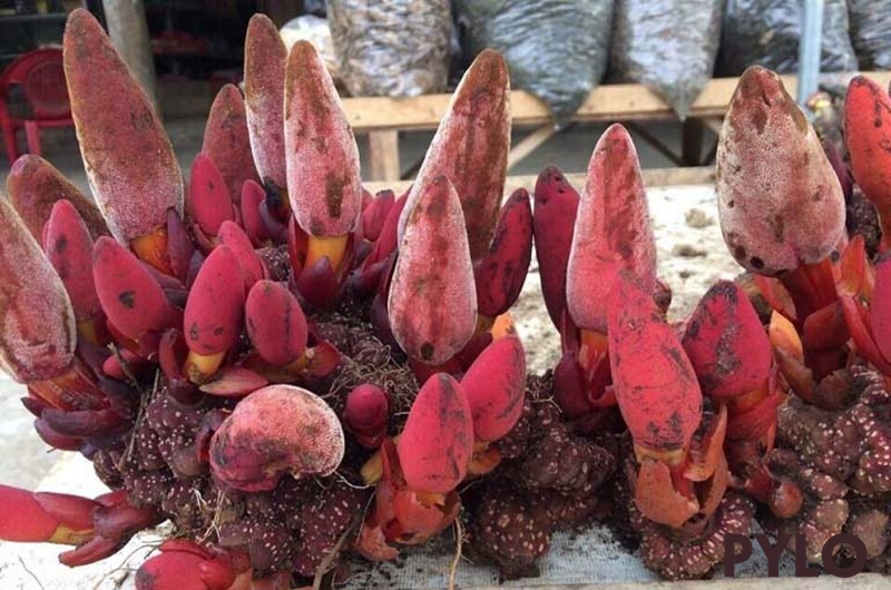 Tác Dụng To Lớn Của Nấm Ngọc Cẩu Rừng Khiến Nhiều Người Phải Tìm Hiểu