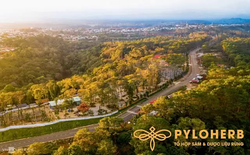 Măng Đen: Vùng Đất Của Cây Dược Liệu