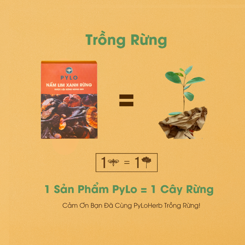 Nấm Lim Xanh Tự Nhiên PyLo