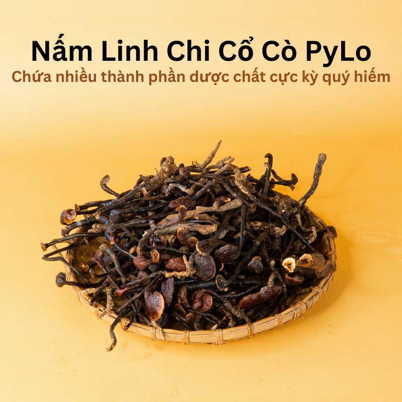 Nấm Linh Chi Cổ Cò PyLo