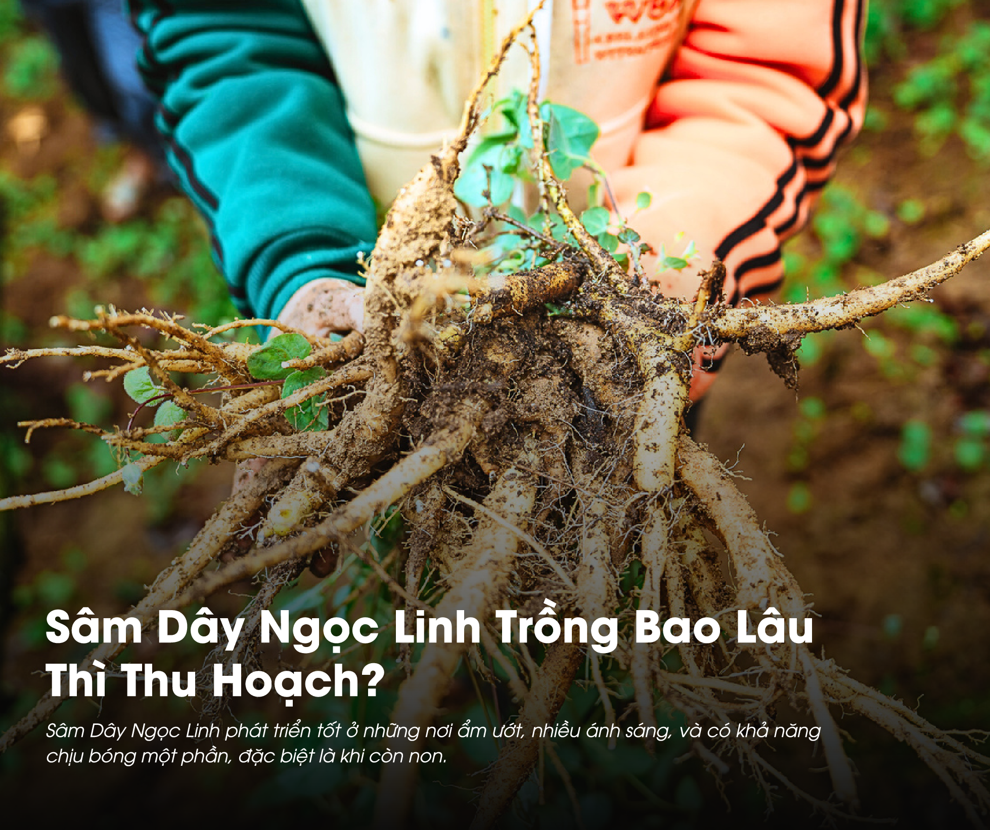 Sâm Dây Ngọc Linh Trồng Bao Lâu Thì Thu Hoạch? 