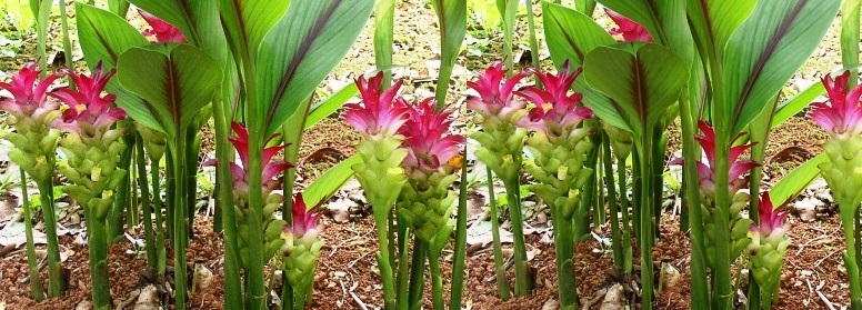 Những Bài Thuốc Hay Từ Củ Nghệ Vàng