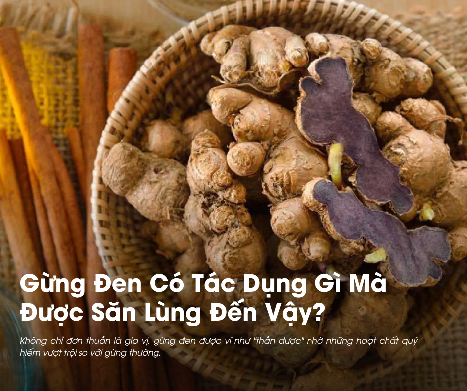 Gừng Đen Có Tác Dụng Gì Mà Được Săn Lùng Đến Vậy? 