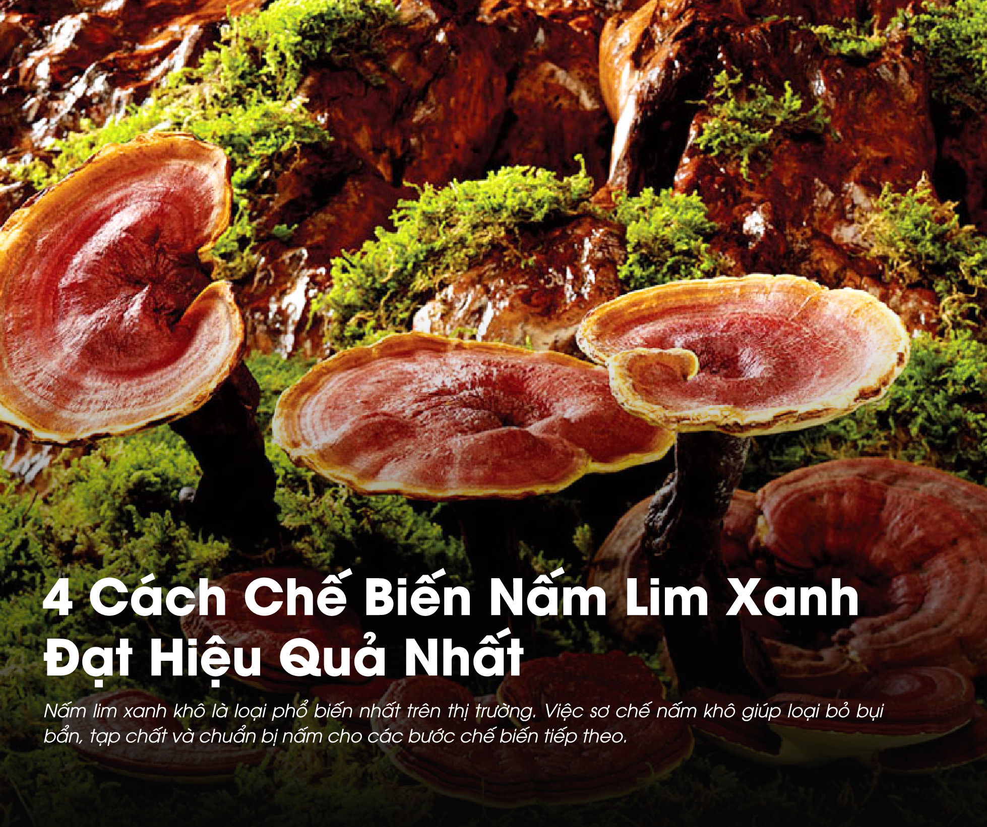 4 Cách Chế Biến Nấm Lim Xanh Đạt Hiệu Quả Nhất 