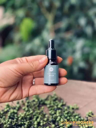 Tinh Dầu Dược Liệu PyLo - Hành Trình Dài Nghiên Cứu Và Thử Nghiệm