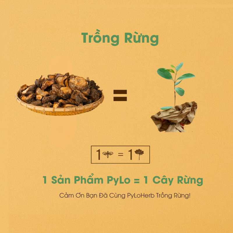 Thổ Phục Linh Măng Đen PyLo