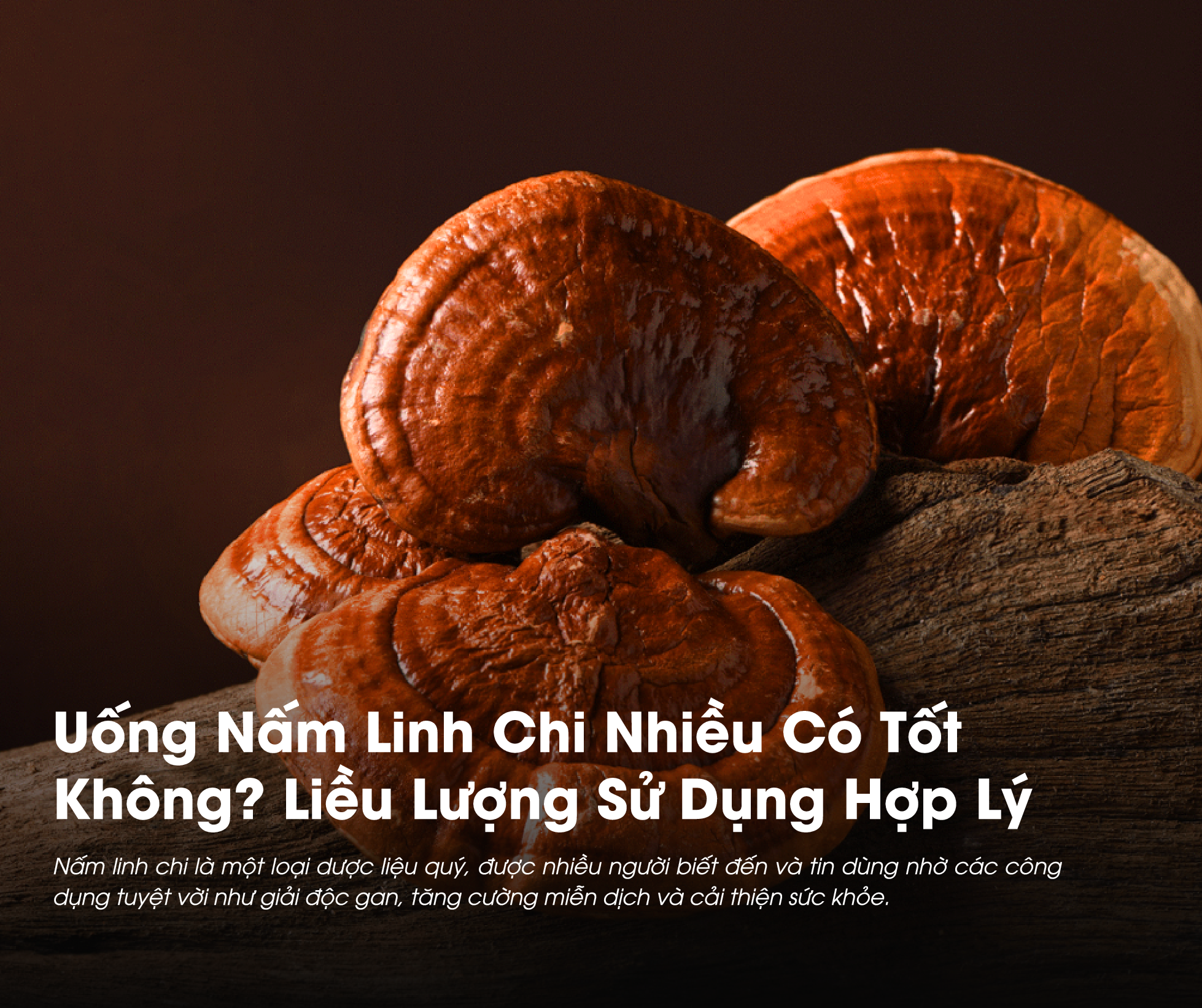 Uống Nấm Linh Chi Nhiều Có Tốt Không? Liều Lượng Sử Dụng Hợp Lý Mỗi Ngày