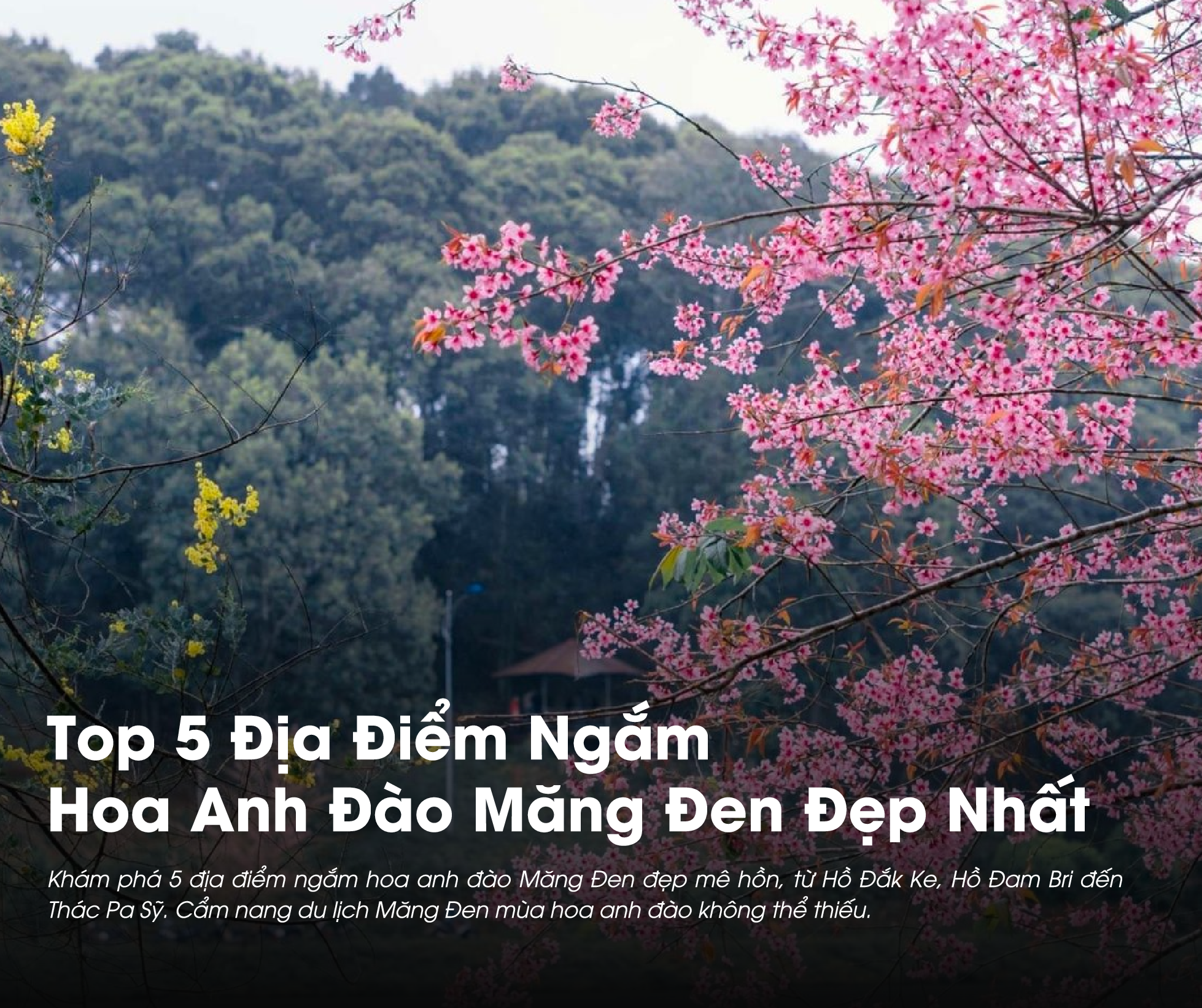 Top 5 Địa Điểm Ngắm Hoa Anh Đào Măng Đen Đẹp Nhất Bạn Không Thể Bỏ Lỡ