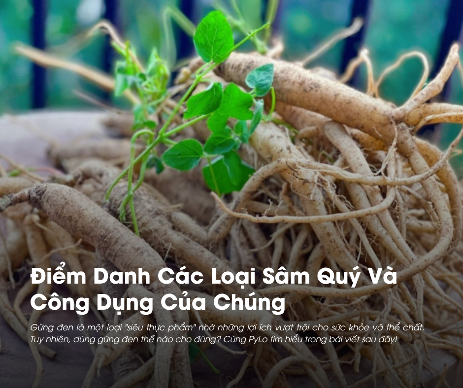 Điểm Danh Các Loại Sâm Quý Và Công Dụng Của Chúng 