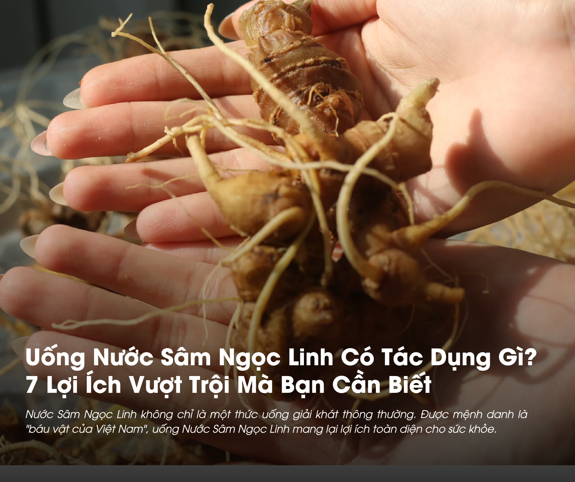 Uống Nước Sâm Ngọc Linh Có Tác Dụng Gì? 7 Lợi Ích Vượt Trội Mà Bạn Cần Biết 