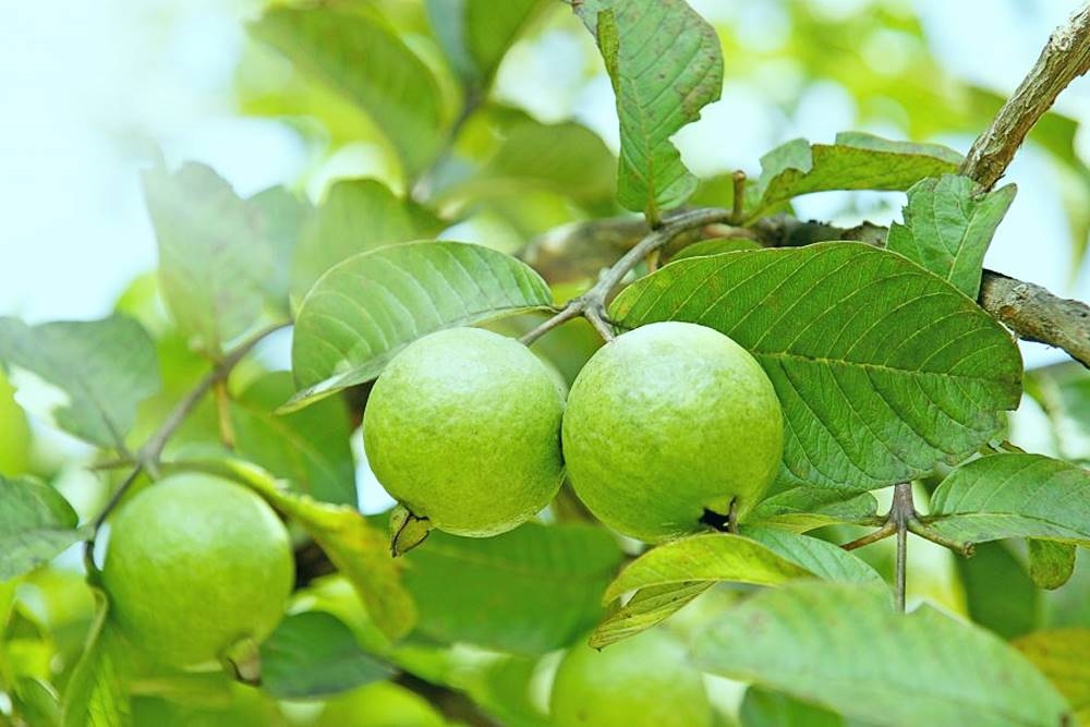 15 Bài Thuốc Chữa Bệnh Từ Cây Ổi