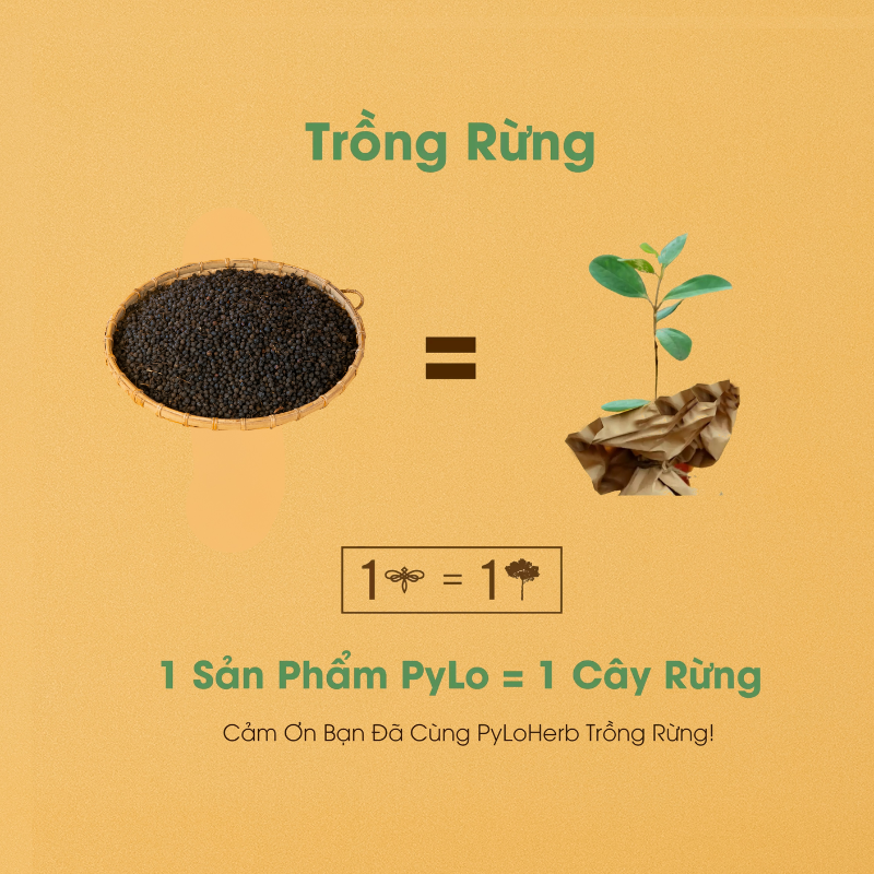 Tiêu Rừng Măng Đen PyLo   ( quả Màng Tang )