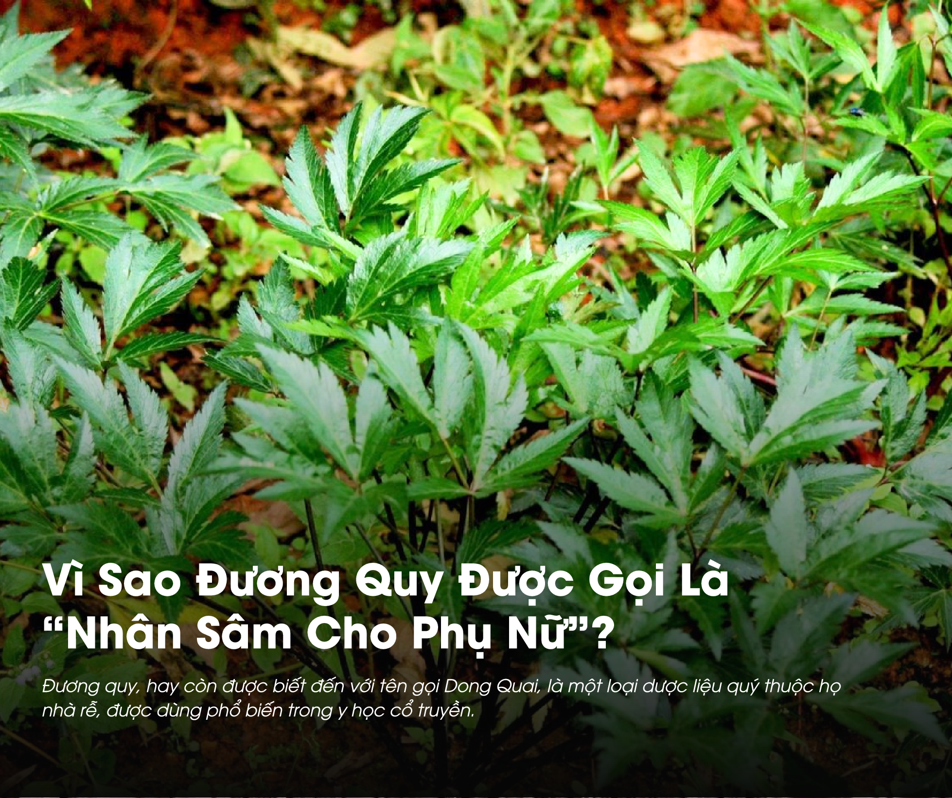 Vì Sao Đương Quy Được Gọi Là “Nhân Sâm Cho Phụ Nữ”?