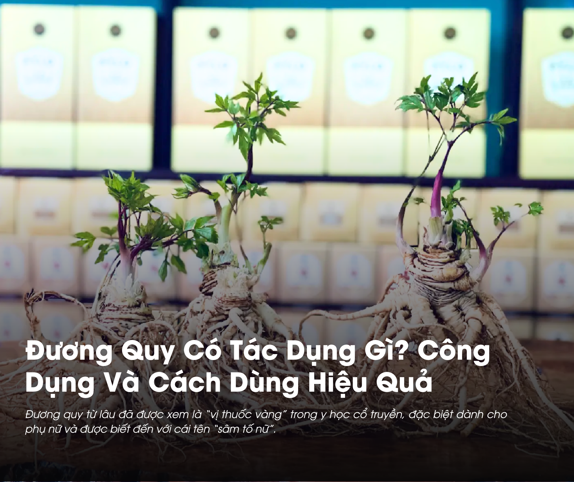 Đương Quy Có Tác Dụng Gì? Công Dụng Và Cách Dùng Hiệu Quả 
