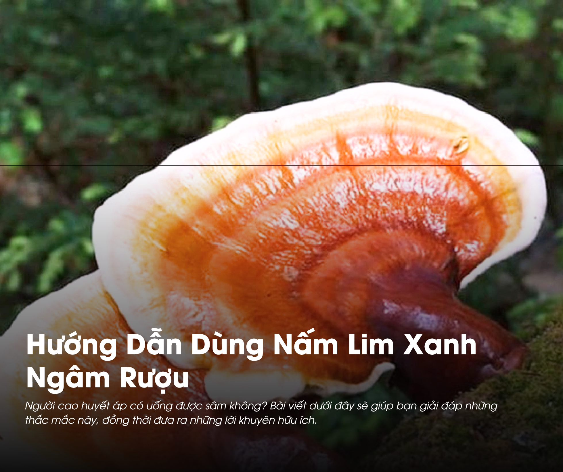 Hướng Dẫn Dùng Nấm Lim Xanh Ngâm Rượu  