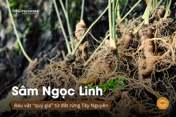 Sâm Ngọc Linh - "báu vật" của đất rừng Tây Nguyên