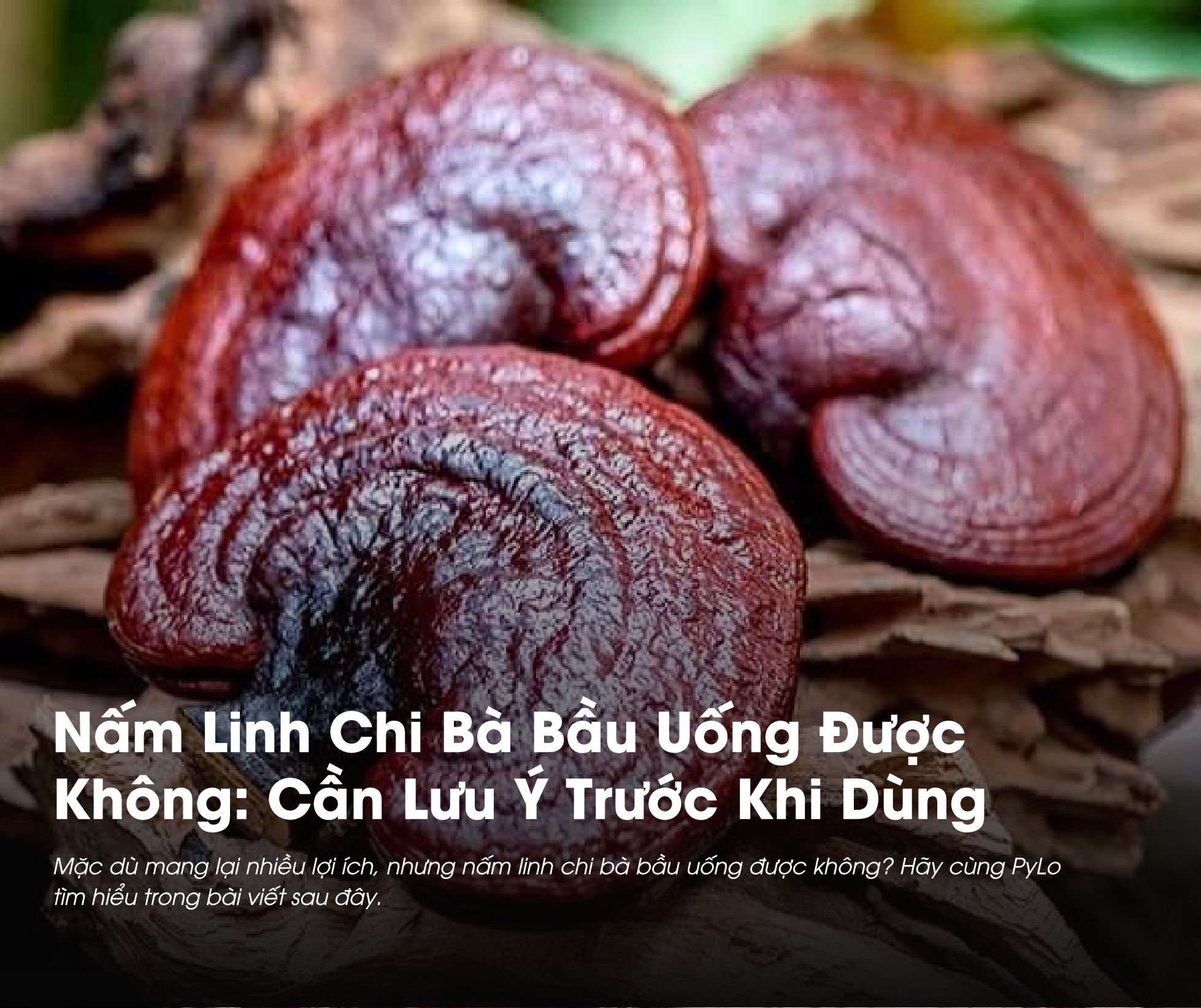 Nấm Linh Chi Bà Bầu Uống Được Không: Cần Lưu Ý Trước Khi Dùng 