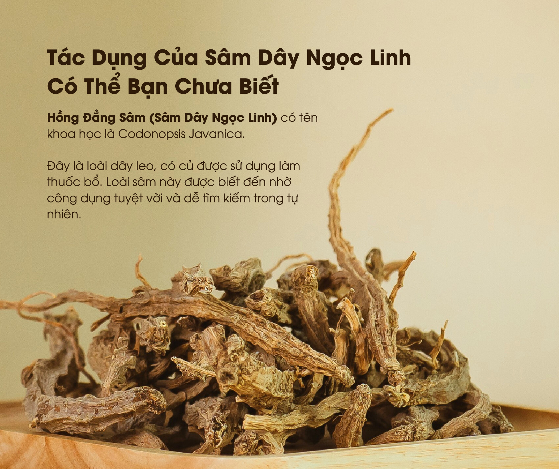 Tác Dụng Của Sâm Dây Ngọc Linh Có Thể Bạn Chưa Biết 