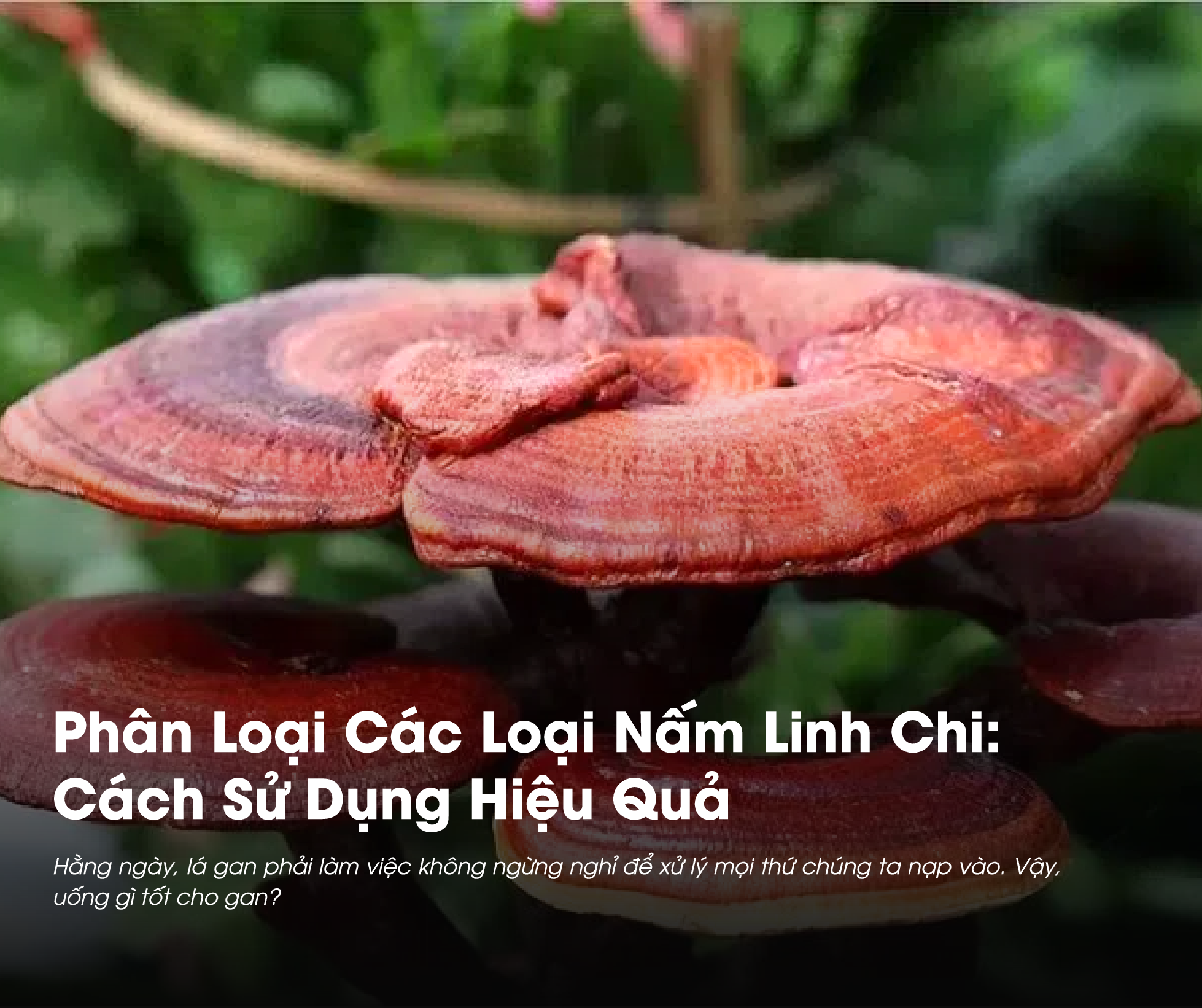 Phân Loại Các Loại Nấm Linh Chi: Cách Sử Dụng Hiệu Quả 