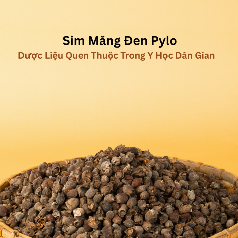 Sim Măng Đen Pylo