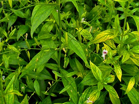 Bài Thuốc Trị Dứt Điểm Xuyên Tâm Liên - PyLoHerb