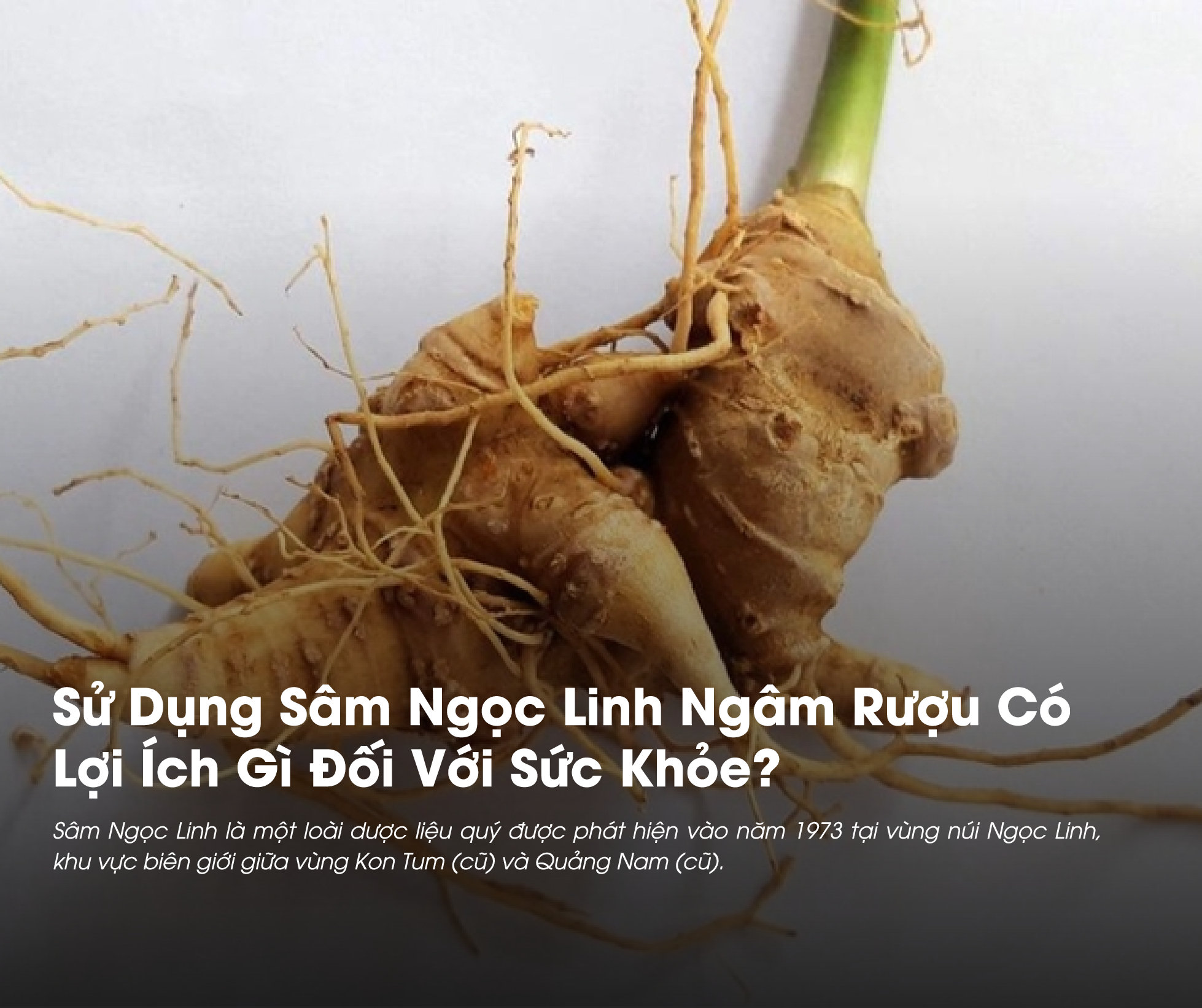 Sử Dụng Sâm Ngọc Linh Ngâm Rượu Có Lợi Ích Gì Với Sức Khỏe?