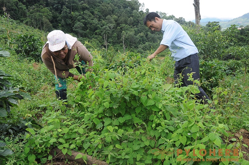 Phát Triển Trồng Cây Dược Liệu Dưới Tán Rừng