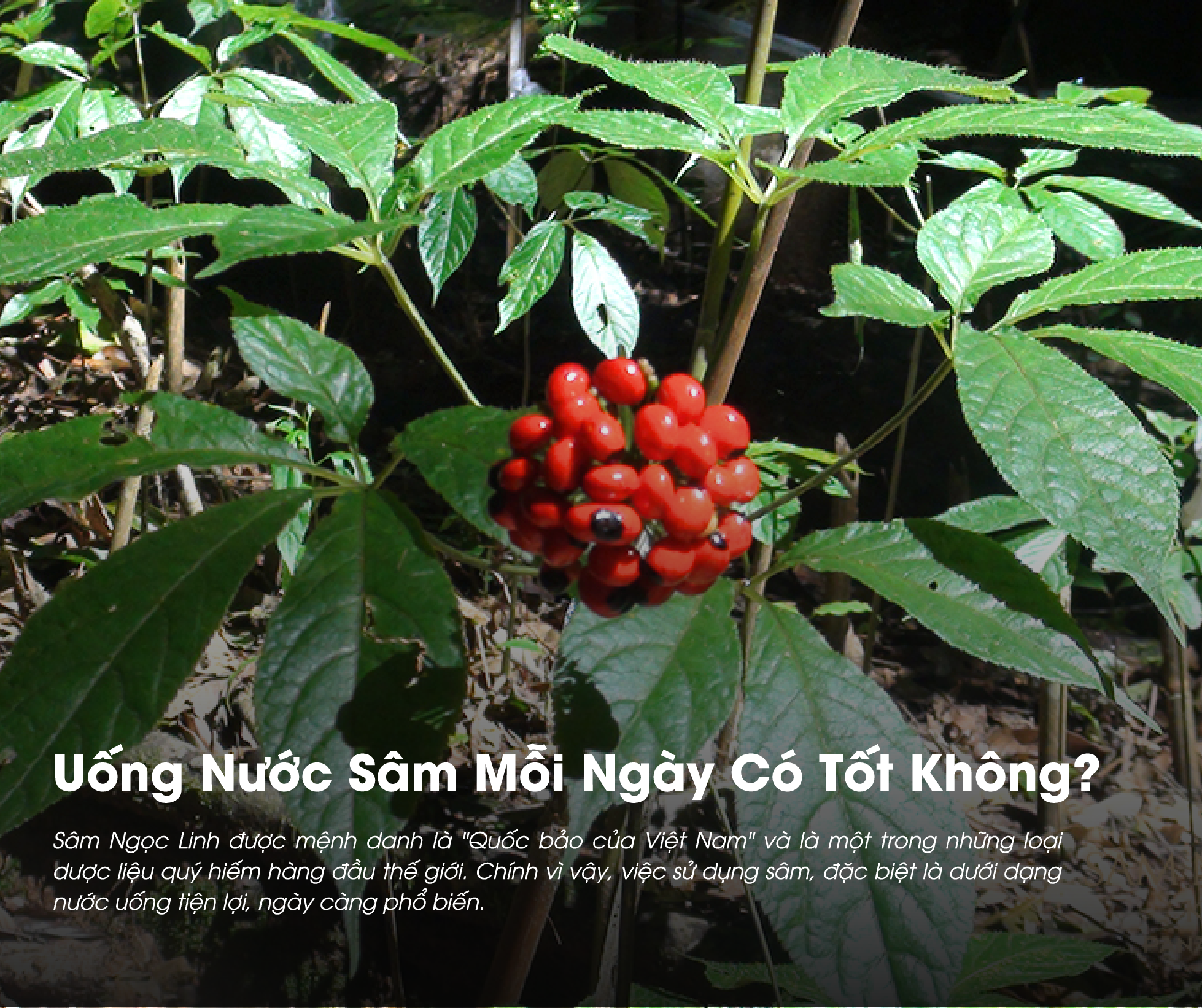 Uống Nước Sâm Mỗi Ngày Có Tốt Không?