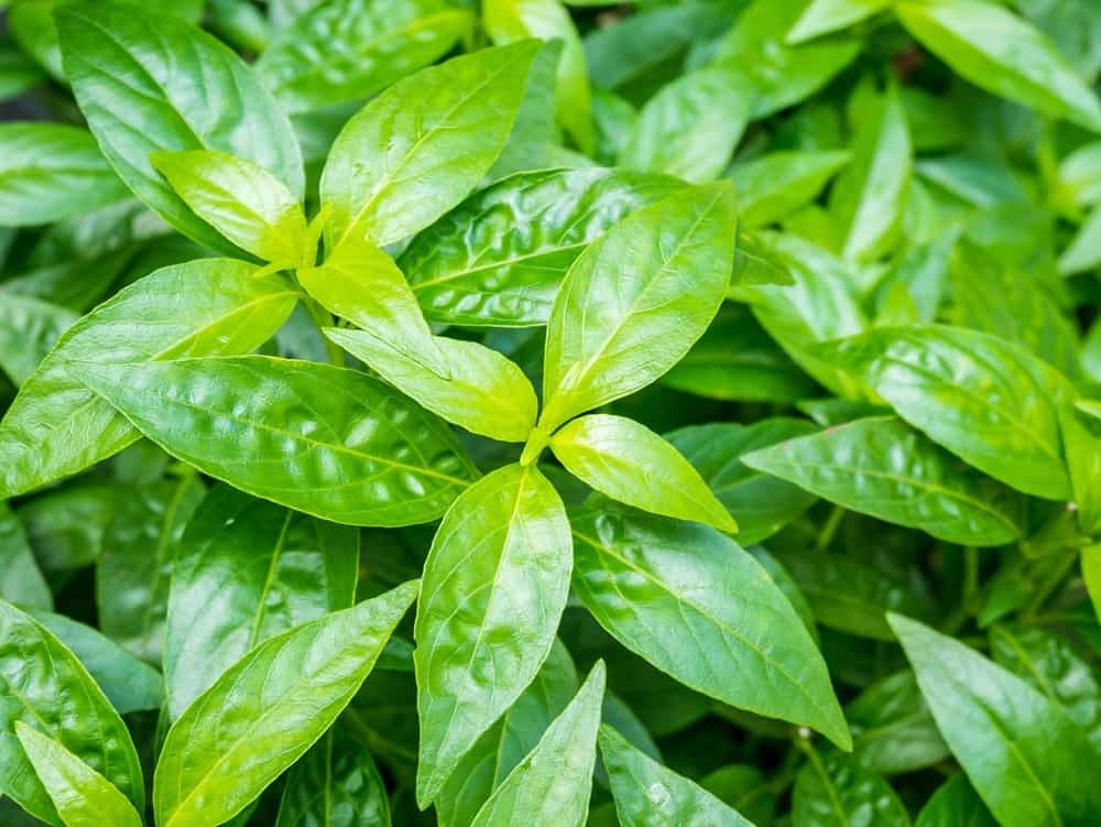 Những Bài Thuốc Dân Gian Từ Cây Xuyên Tâm Liên