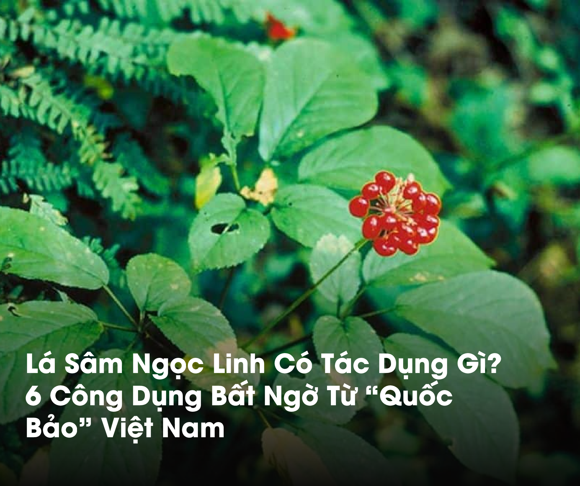 Lá Sâm Ngọc Linh Có Tác Dụng Gì? 6 Công Dụng Bất Ngờ Từ "Quốc Bảo"