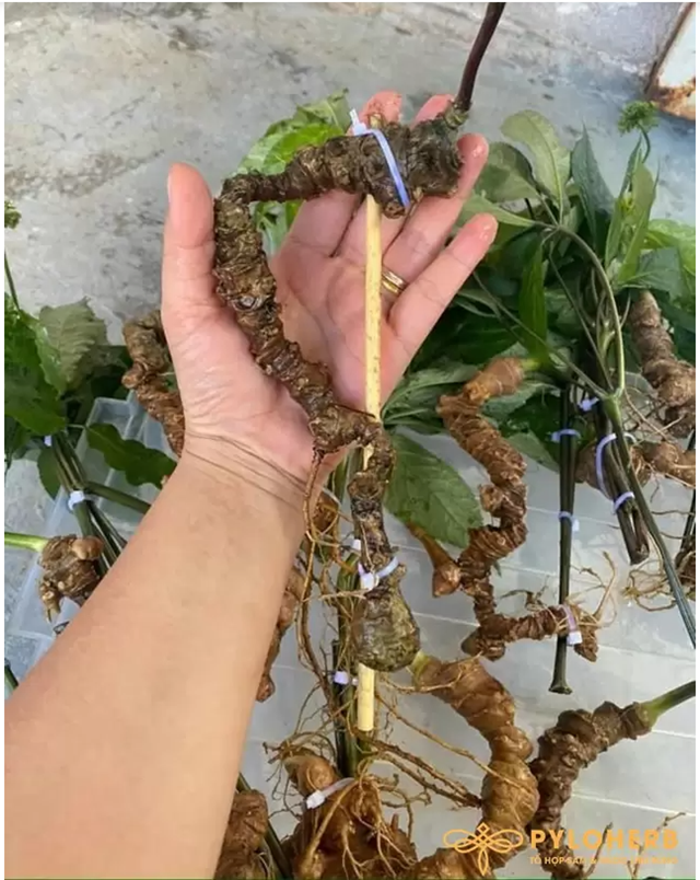 PyLoHerb – Chuyên Cung Cấp Dược Liệu Rừng Măng Đen Chất Lượng
