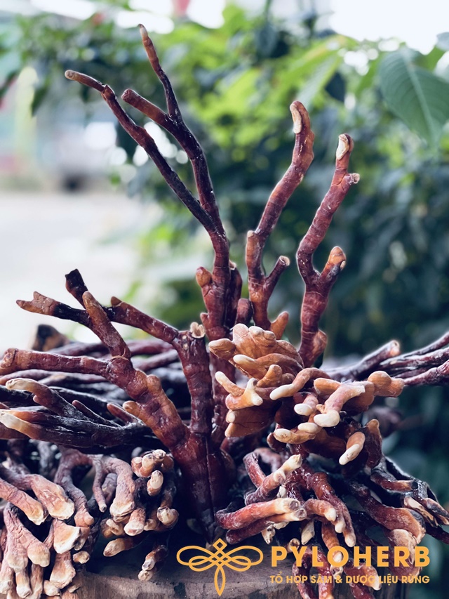 Nấm Linh Chi Sừng Hươu Rừng