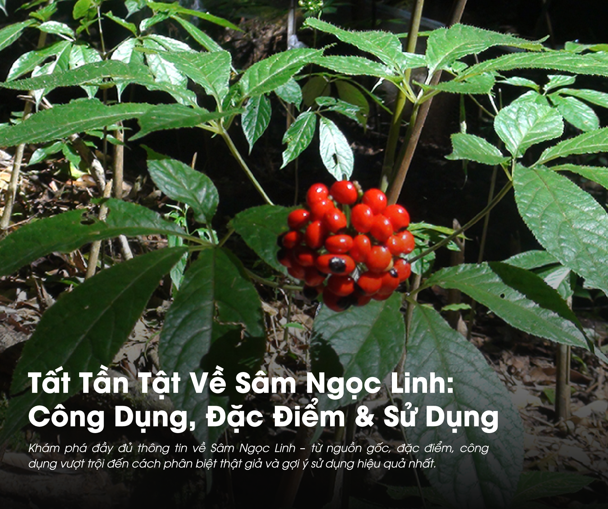 Tất Tần Tật Về Sâm Ngọc Linh: Công Dụng, Đặc Điểm & Cách Sử Dụng