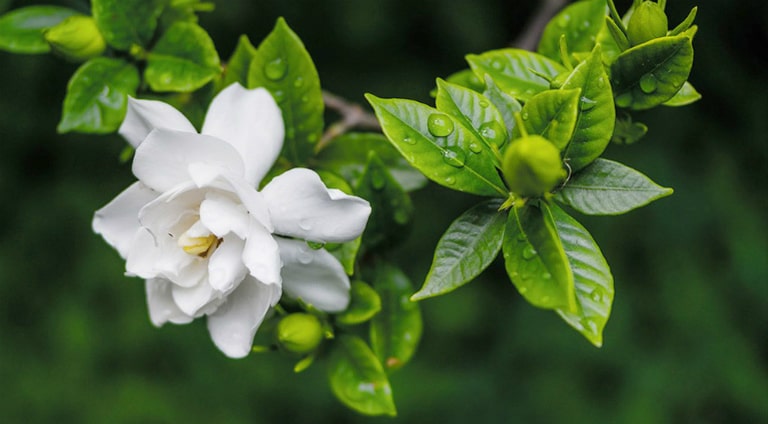 Bài Thuốc Hay Từ Cây Dành Dành