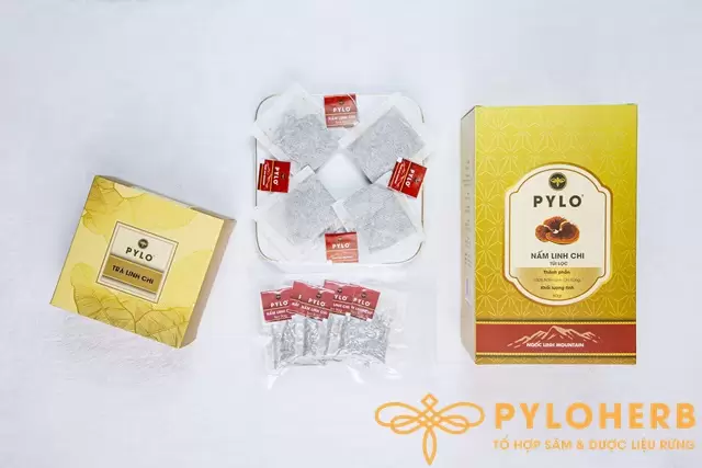 Trà Túi Lọc Nấm Linh Chi PyLo - Món Quà Giúp Bạn Ghi Điểm Tuyệt Đối