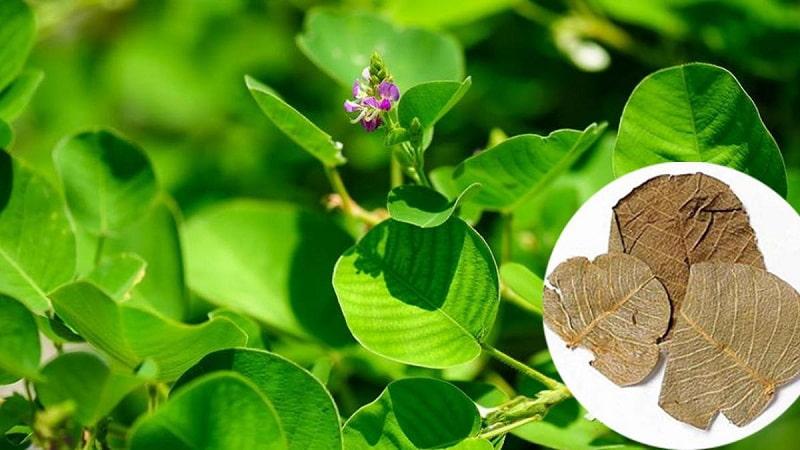 Những Bài Thuốc Hay Từ Cây Kim Tiền Thảo
