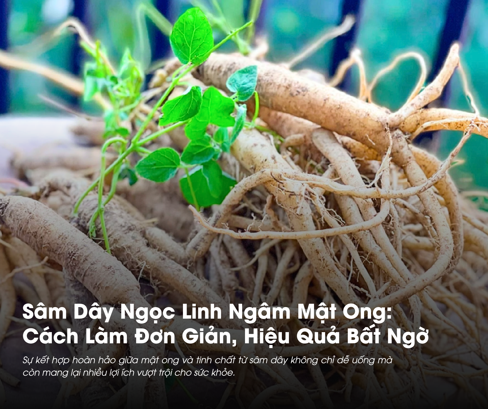 Sâm Dây Ngọc Linh Ngâm Mật Ong: Cách Làm Đơn Giản, Hiệu Quả Bất Ngờ