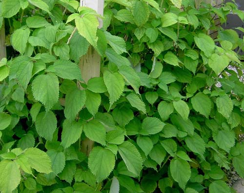 Những Công Dụng Tuyệt Vời Từ Cây Lá Gai