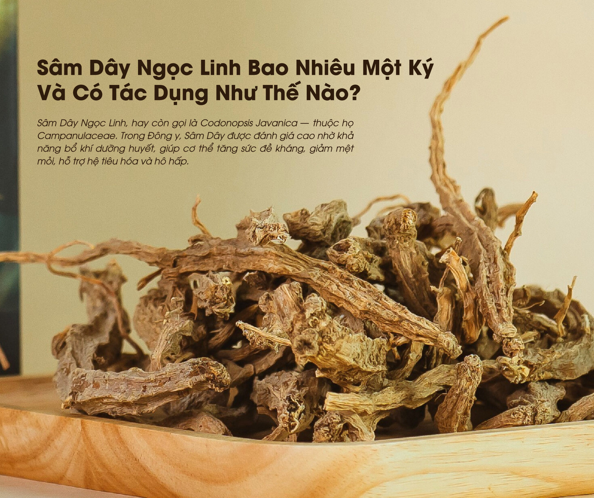Sâm Dây Ngọc Linh Bao Nhiêu Một Ký Và Có Tác Dụng Như Thế Nào? 