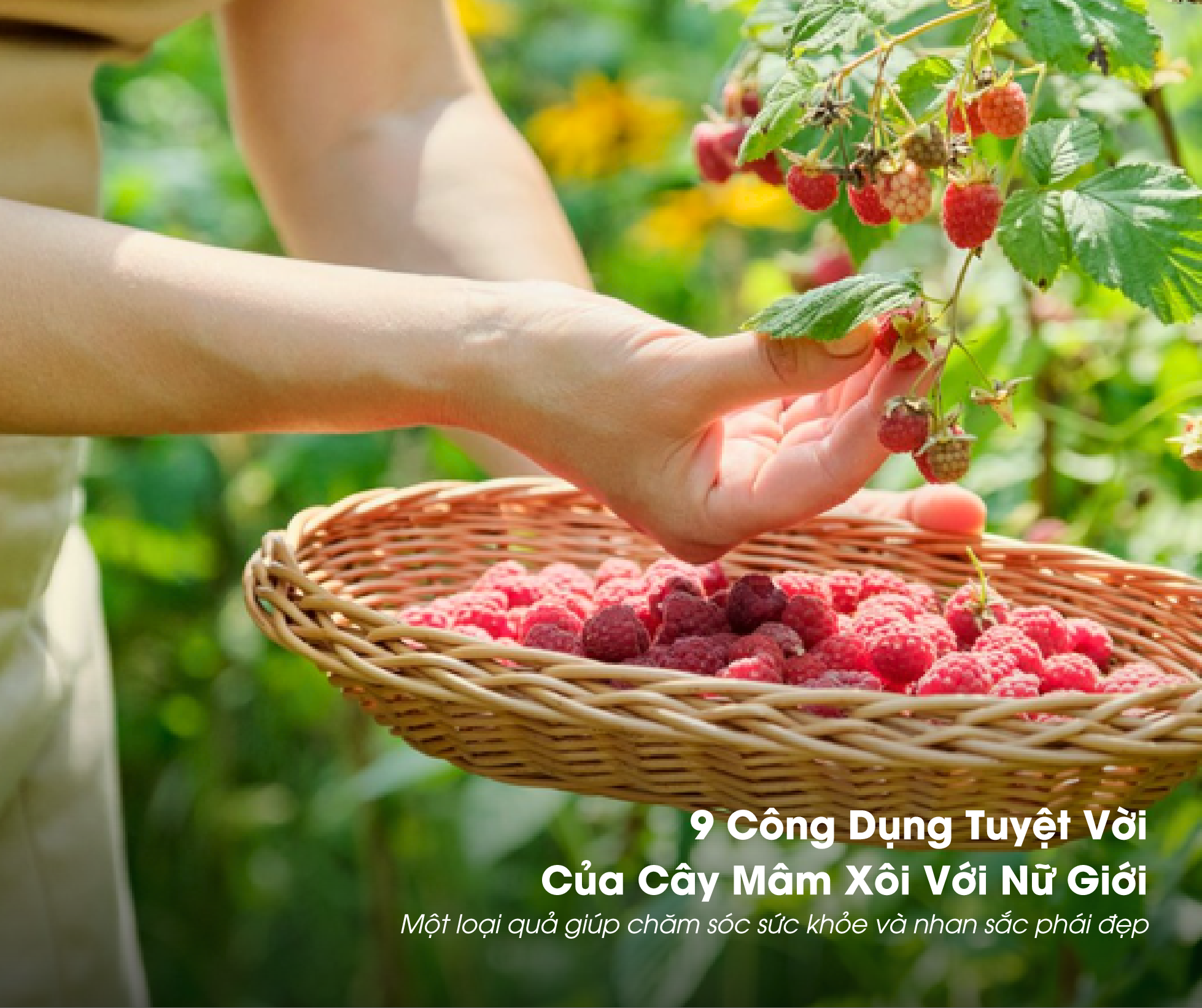 9 Công Dụng Tuyệt Vời Của Mâm Xôi Với Nữ Giới