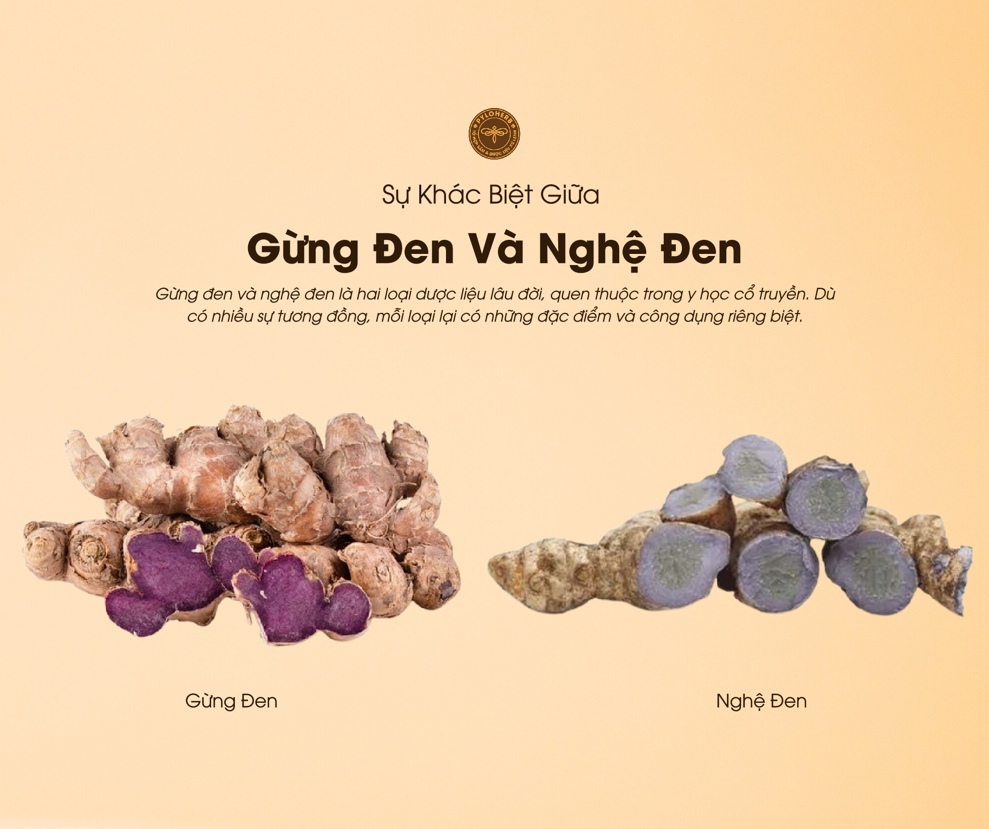 Gừng Đen Và Nghệ Đen Khác Nhau Như Thế Nào? 