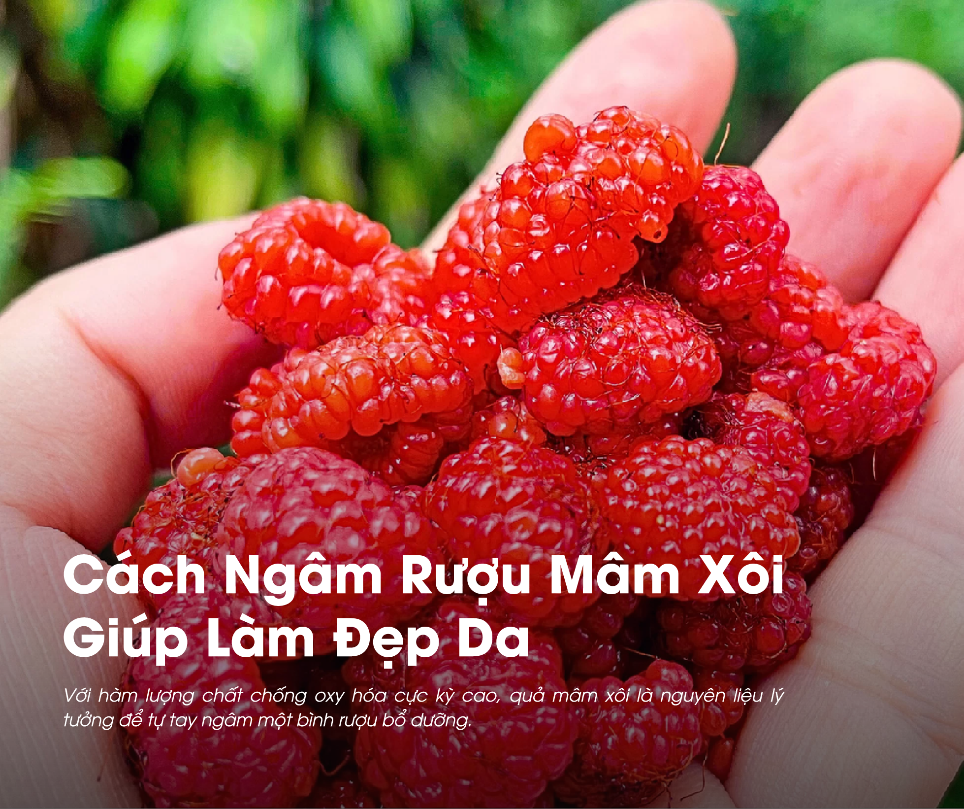 Cách Ngâm Rượu Mâm Xôi Giúp Làm Đẹp Da: Hiệu Quả & An Toàn