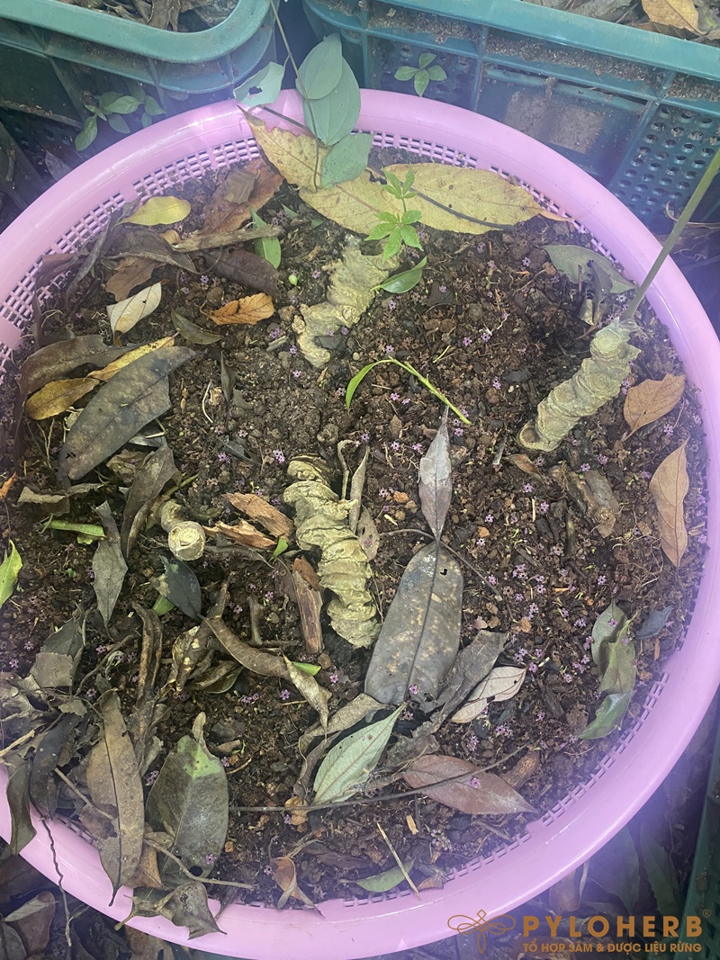 PyLoHerb Giao Dịch Thành Công Cụ Sâm Ngọc Linh Rừng Gần 100 Năm Tuổi Nặng 2,2 Lạng Có Giá 390tr