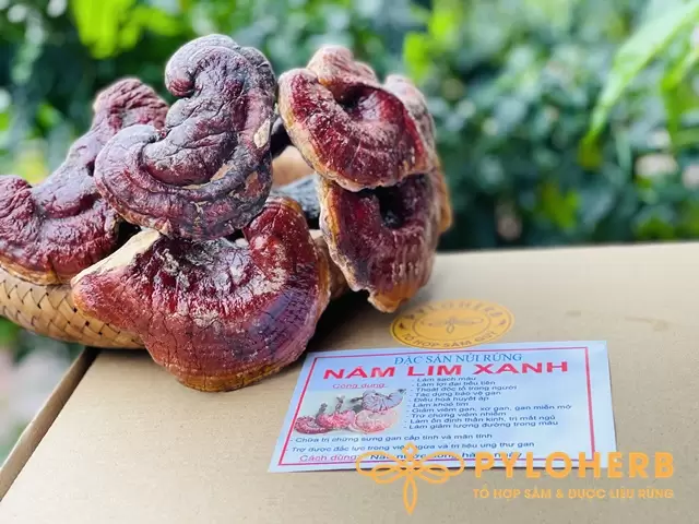 Sử Dụng Nấm Lim Xanh Chữa Ung Thư Như Thế Nào?