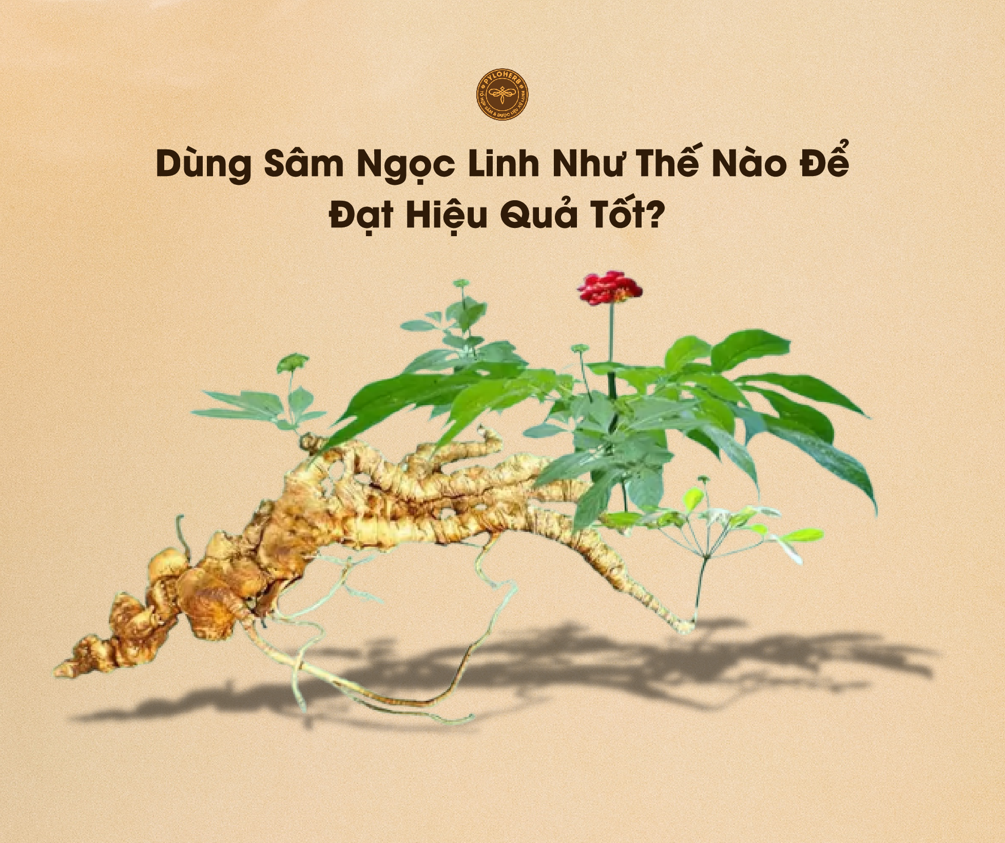 Dùng Sâm Ngọc Linh Như Thế Nào Để Đạt Hiệu Quả Tốt? 