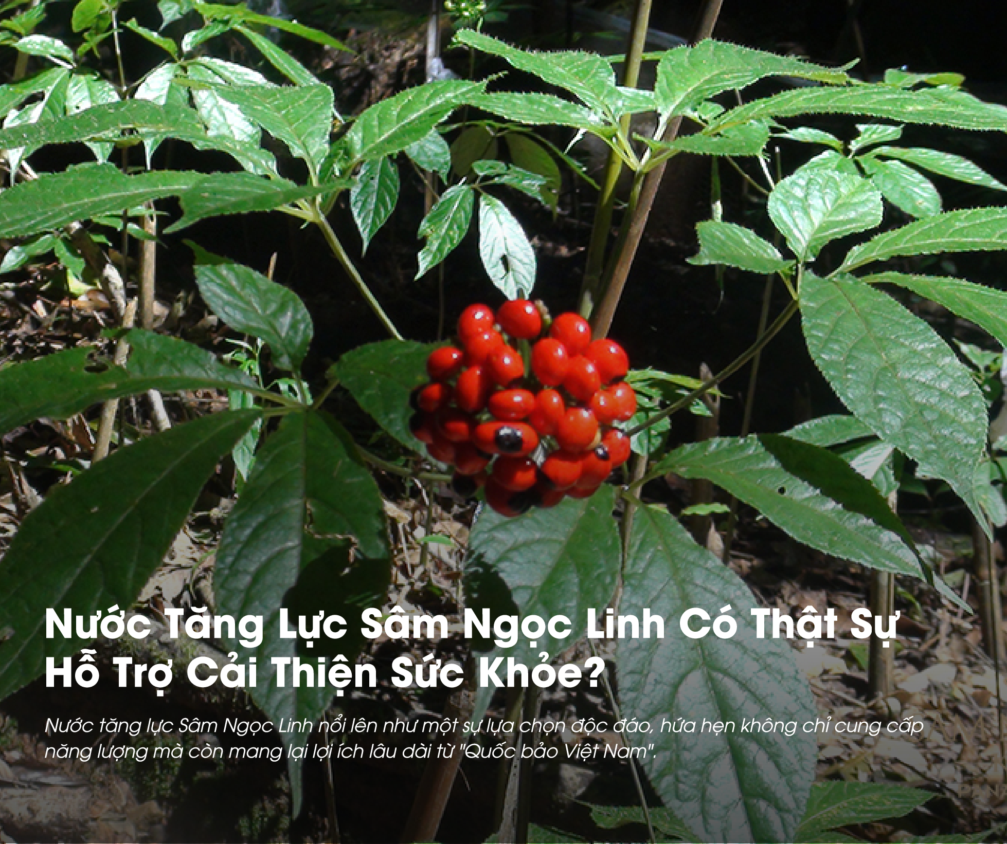 Nước Tăng Lực Sâm Ngọc Linh Có Thật Sự Hỗ Trợ Cải Thiện Sức Khỏe?