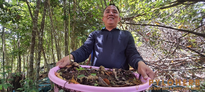 Vùng Nguyên Liệu Sâm Ngọc Linh PyLoHerb - Khởi Đầu Của Những Giá Trị Dược Liệu Bền Vững