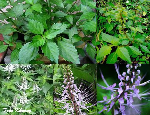 Chữa Sỏi Tiết Niệu - PyLoHerb