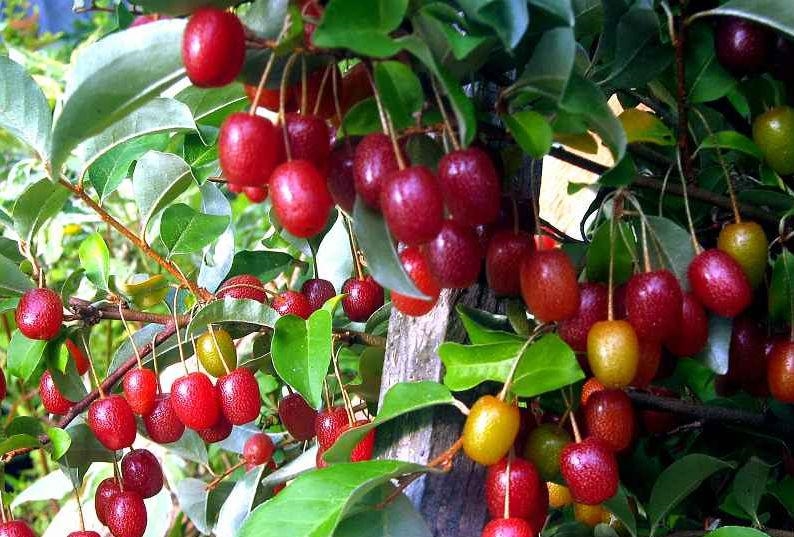 Những Bài Thuốc Chữa Bệnh Từ Cây Nhót